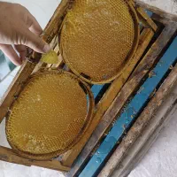 پخش انواع عسل وگردوو آلو کشمش مویز مغزگردو...|خوردنی و آشامیدنی|دماوند, دماوند|دیوار