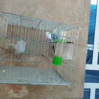 مرق عشق|پرنده|شیراز, کوشک میدان|دیوار