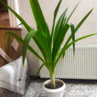 گیاه آپارتمانی سوسن