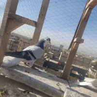 کبوتر فروشی|پرنده|مشهد, نیزه|دیوار