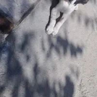 توله سگ میکس خراسانی الابای