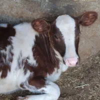 سه عدد گوساله سیمنتال دوتا نرویکی ماده ممتاز|حیوانات مزرعه|تخت سلیمان, |دیوار