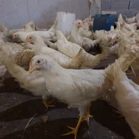 مرغ تخمگذار