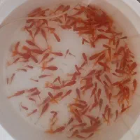 حدود ۱۰۰تا ماهی گلدفیش قرمز یه چنتاشون سه دم هستن