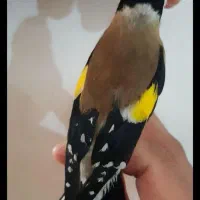 سهره سر سیاه کرمانشاه