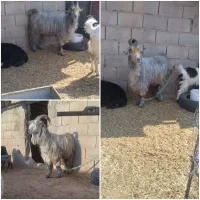 بره و‌میش|حیوانات مزرعه|مسجد سلیمان, |دیوار