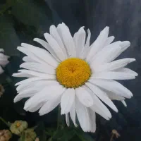 کارت بانکی پیدا شده