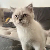 اسکاتیش بلو پوینت نر ۵ ماهه