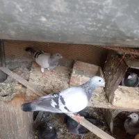 کبوتر