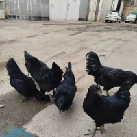 تخم مرغ سیاه ایام سمانی کبوترکفتر رنگی