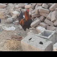 خروس گلین لری