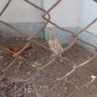 مرغ و خروس|حیوانات مزرعه|کنارک, |دیوار