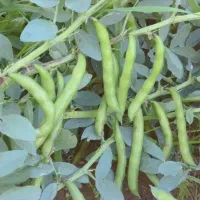 باقلا تازه چین،