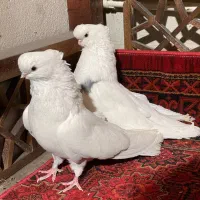 کبوتر نوک قنار