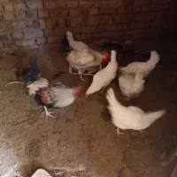 مرغ و خروس|پرنده|الوند, |دیوار