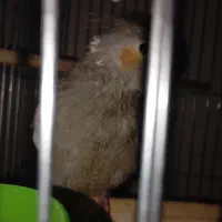 عروس هلندی|پرنده|شبانکاره, |دیوار