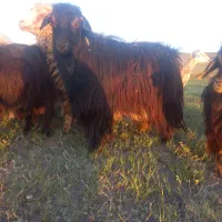 تکه