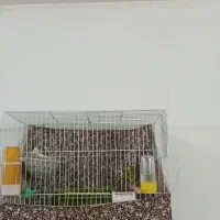 قناری نروماده|پرنده|مشهد, شهید بصیر|دیوار