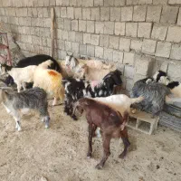 بزغاله سالم|حیوانات مزرعه|ایلام, |دیوار