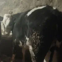 گوساله ماده آبستن2ماهه