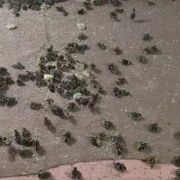 مجسمه بلدرچین جوحه
