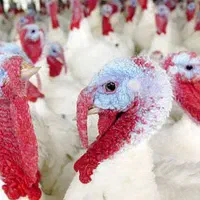 فروش بوقلمون گوشتی|حیوانات مزرعه|فیروزه, |دیوار