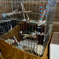 عروس هلندی|پرنده|سلماس, |دیوار