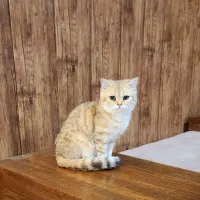 گربه بریتیش گلد