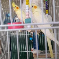 گمشده جفت مولد فروشی زیرشونم تخم دارن هشترود