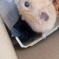 همستر سالم|موش و خرگوش|سنندج, |دیوار