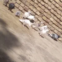 کفتر|پرنده|نهاوند, |دیوار