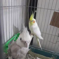 عروس هلندی مولد