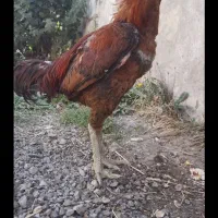 خروس