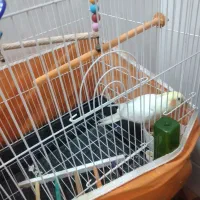 عروس هلندی|پرنده|قم, شهرک فاطمیه|دیوار