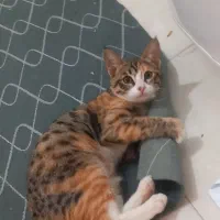 واگذارری رایگان|گربه|اسفراین, |دیوار