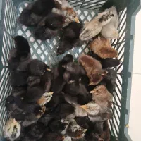 جوجه