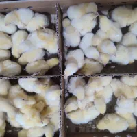 جوجه گوشتی راس 308