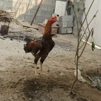 خروس لاری ترک