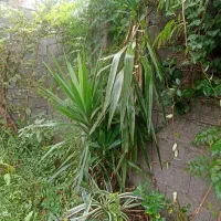 درختچه یوکا|گل و گیاه طبیعی|سنگر, |دیوار