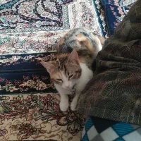 گربه خانگی با تربیت