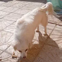 سگه پا کوتاه