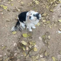 سگ توله بردر کالی سگ توله پا کوتاه|سگ|قزوین, |دیوار