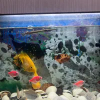 یک عدد ماهی پرت