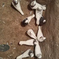 کبوترای پرشی عالی ۵جفت جفت همن میخوام جم کنم