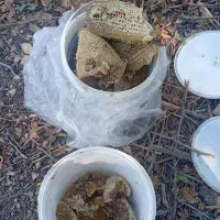 عسل محلی زنبور ریز|خوردنی و آشامیدنی|مهر, |دیوار