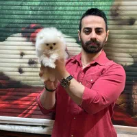 پامرانین بوفیس و عروسکی|سگ|تهران, شهرک مخابرات|دیوار