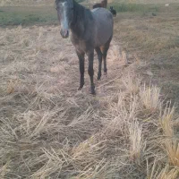 اسب|اسب و تجهیزات اسب‌سواری|کوهنانی, |دیوار