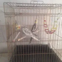 عروس هلندی|پرنده|تهران, نیروی دریایی|دیوار