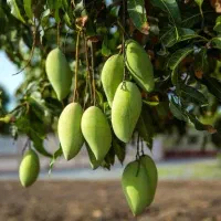 ۲۰۰کیلو ار یک درخته انبه برداشت کن