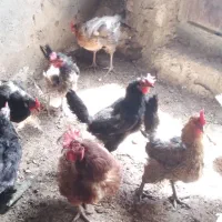 فروش تعدادی مرغ تخم گذار و خروس محلی
